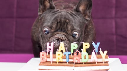 Hundejahre in Menschjahre: Jeder Geburtstag ist anders