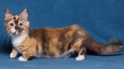 Gatto di razza Munchkin con zampe corte