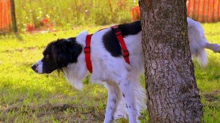 cane con cistite urina contro albero