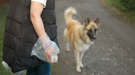 Hundekotbeutel in der Hand