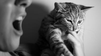 Gattino che morde mano del padrone