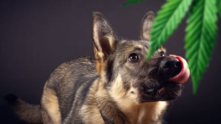 Hund schnuppert an Koffer aus Gepäckausgabe