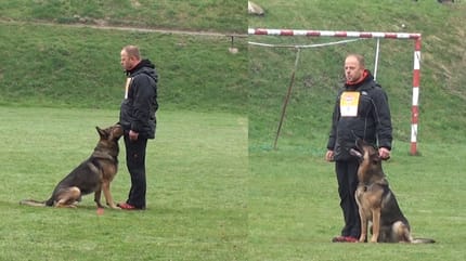 german shepherd and handler