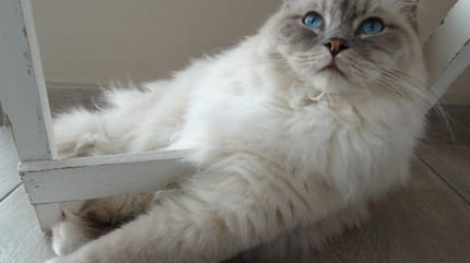 gatto bianco