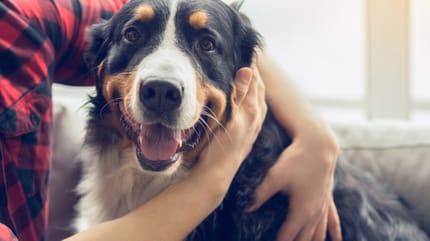 cane Bovaro del Bernese felice in casa