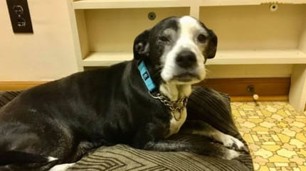 Black and white dog sitting down