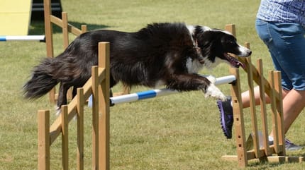 Tor przeszkód dla psów