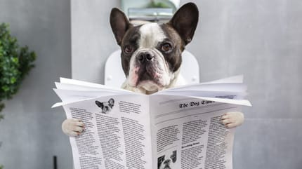 perro da vueltas antes de cagar