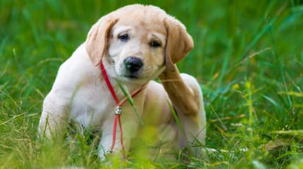 Hund Flöhe erkennen
