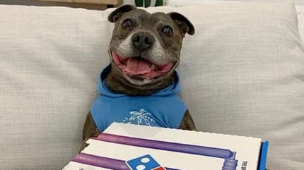 pitbull-sorride-con-una-pizza-vicino