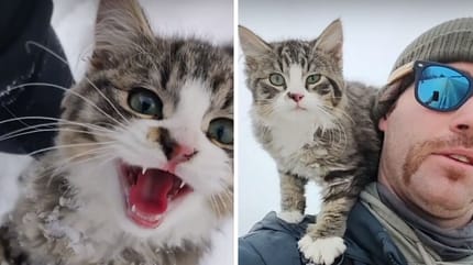 Kätzchen mit Wanderer