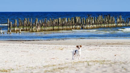 Hund am Strand