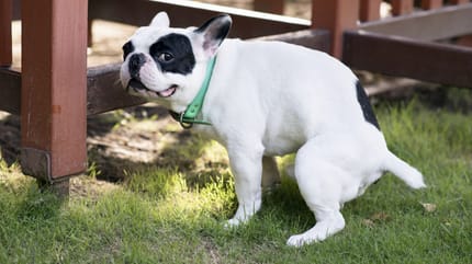 Hund beim Koten schaut