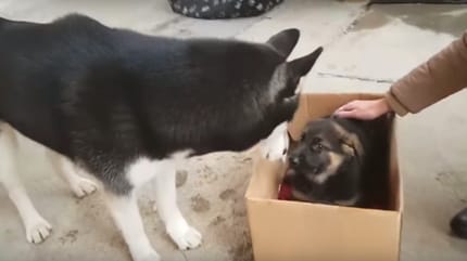 husky-incontra-un-cucciolo-di-pastore-tedesco