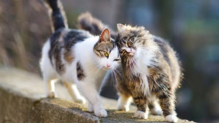 adoptar a un gato callejero