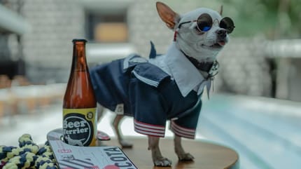 hoteles pet friendly cdmx