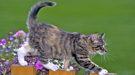 Gatto-cammina-su-una-staccionata