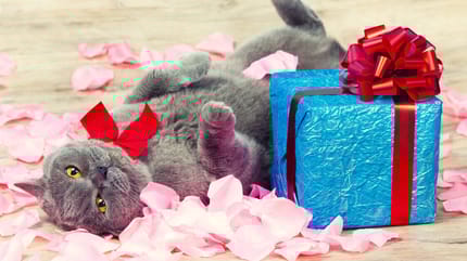 San Valentín con mi gato