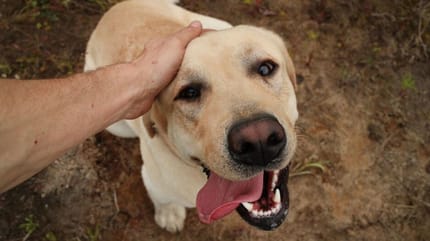 cane viene accarezzato sul capo