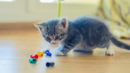Grey kitten playing with toys