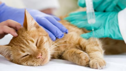 Corticoides en gatos
