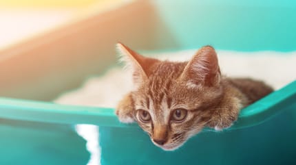 Gato orina en arenero