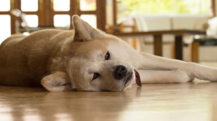 Schilddrüsenunterfunktion beim Hund: Müder Hund