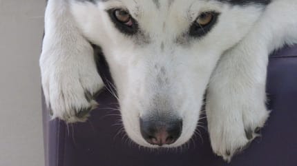 primo-piano-di-un-cane-bianco