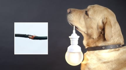 perro electrocutado