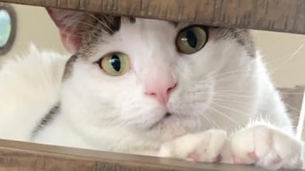white and tabby cat looking through wooden bars