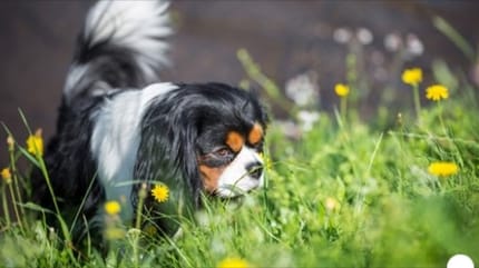 Hund im Gras