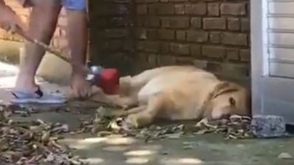 labrador sleeping while owner sweeps leaves