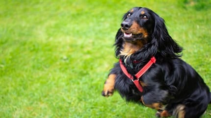 cane-gioca-sul-prato-con-lussazione-al-gomito