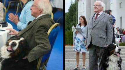 Psy prezydenta Irlandii berneński pies pasterski