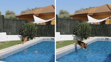german shepherd jumping in pool