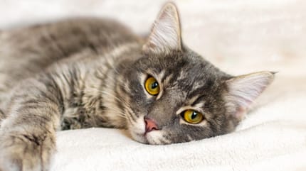 Czy kot może przenosić koronawirusa?