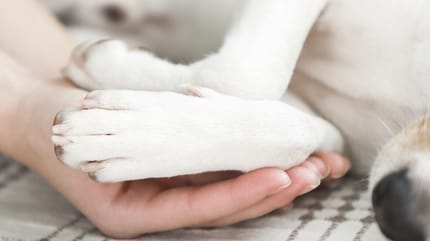 White Jack Russell dog's front paws in owner's hands