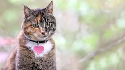 Grey tabby cat with a heart shaped collar