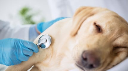 Golden labrador at the vet