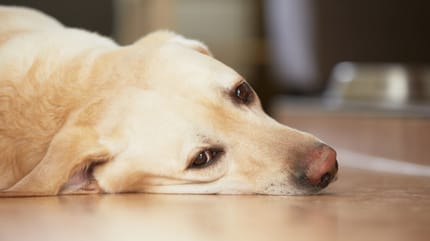 Depressionen beim Hund: Trauriger Hund