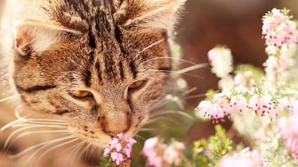 gatto annusa fiori