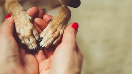zampe di cane in mani di donna