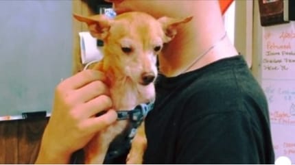 Mann findet einen Chihuahua: Das Tierheim scannt den Chip und ist völlig verblüfft!