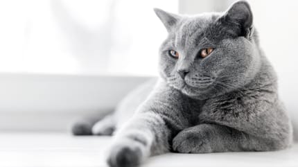 Grey British shorthair
