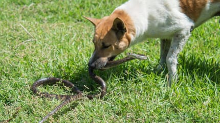 Dog holding snake in mouth