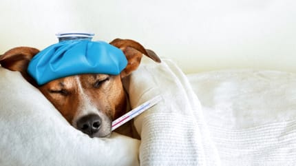 Beagle dog with temperature in bed