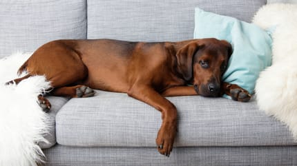 Poorly dog on a sofa
