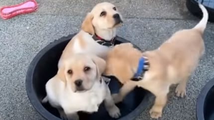 Labrador szczenięta