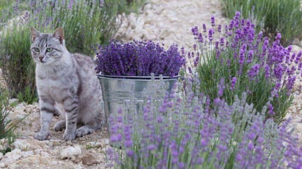 Katze im Lavendelfeld