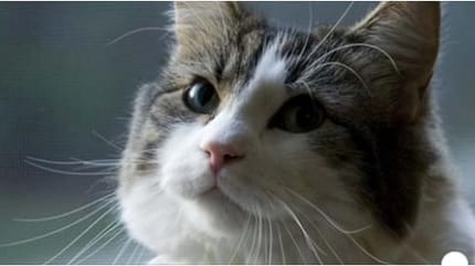 Oscar der Kater